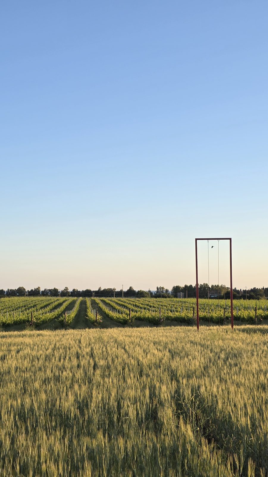 Filari del vigneto Vignaio 98.3 al tramonto, con il grano nel campo in primo piano