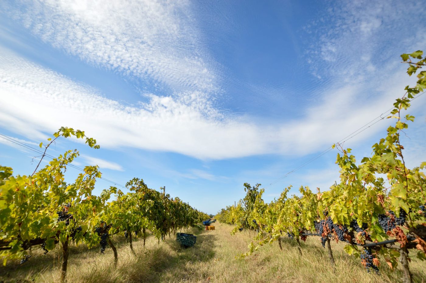 Grappoli di uva rossa pronti per la vendemmia tra i filari del vigneto